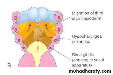 Embryology of the Head