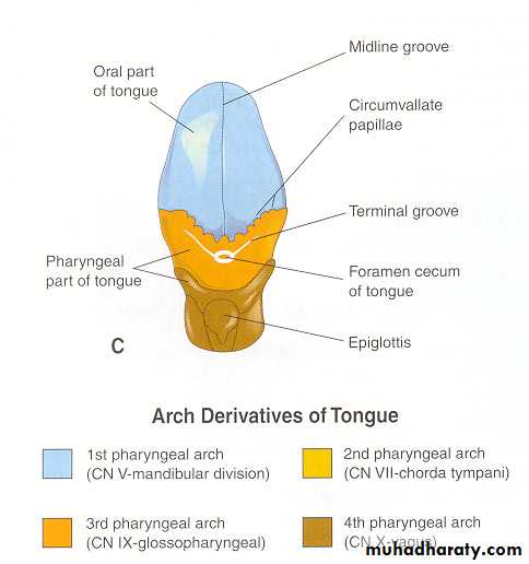Embryology of the Head