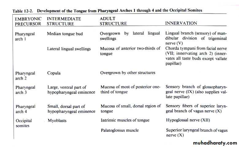 Embryology of the Head