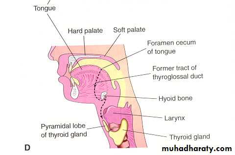 Embryology of the Head