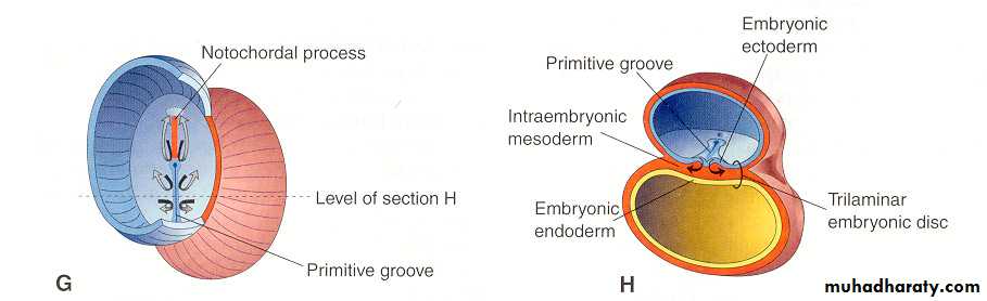 Embryology of the Head