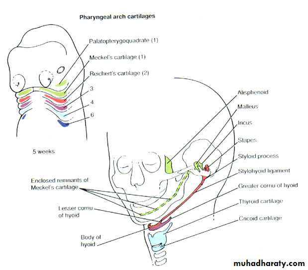 Embryology of the Head