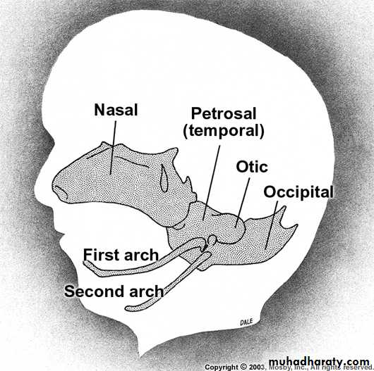 Embryology of the Head