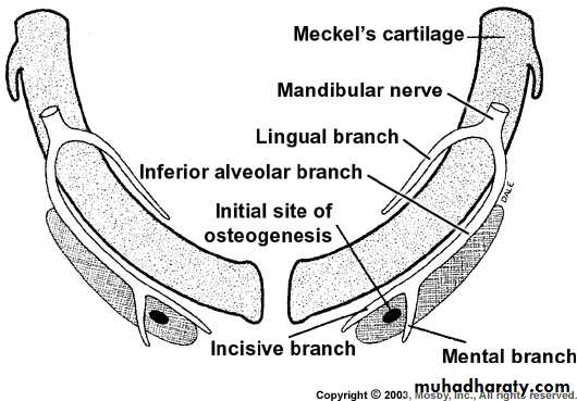 Embryology of the Head