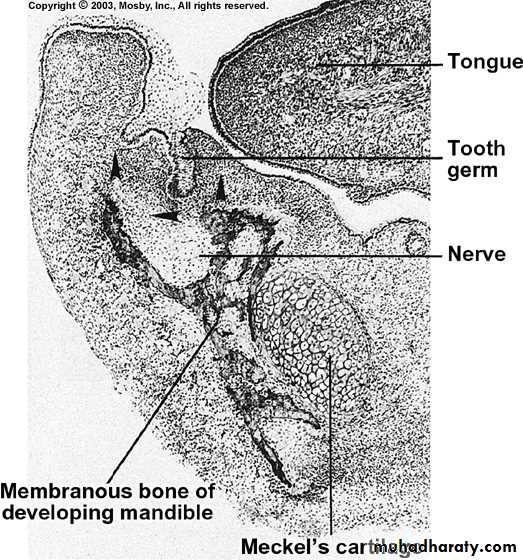 Embryology of the Head