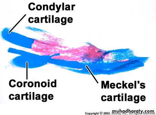 Embryology of the Head