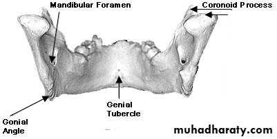 Embryology of the Head
