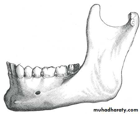 Embryology of the Head