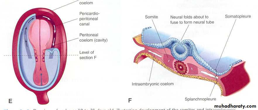 Embryology of the Head