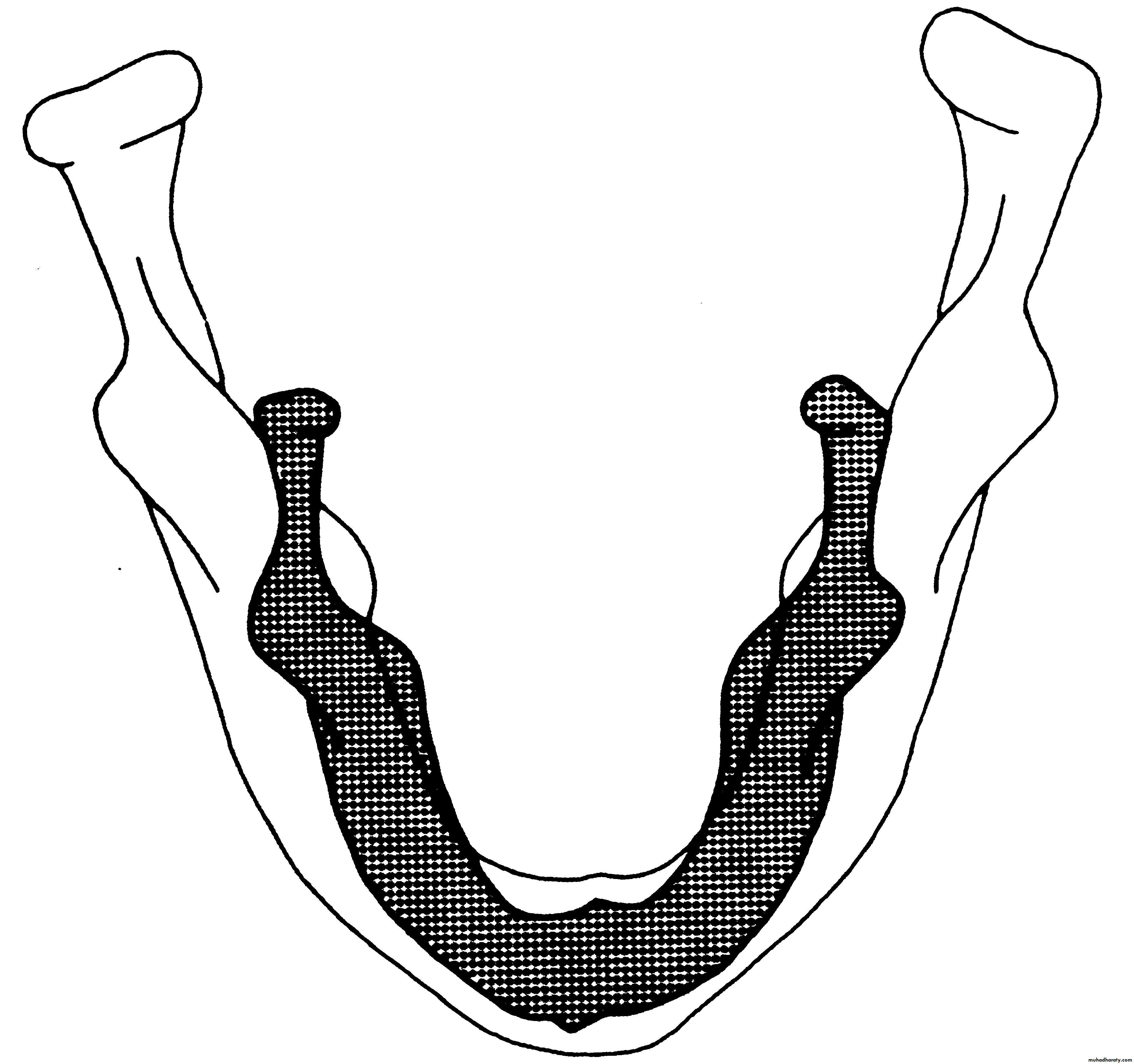 Embryology of the Head