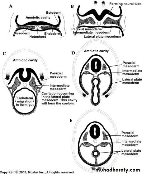 Embryology of the Head