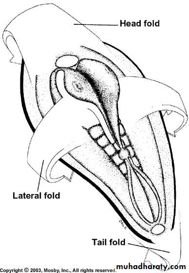 Embryology of the Head