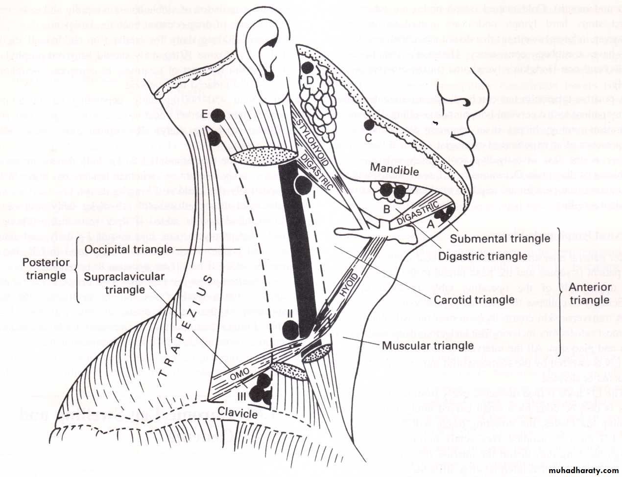 Cervical Lymph Nodes