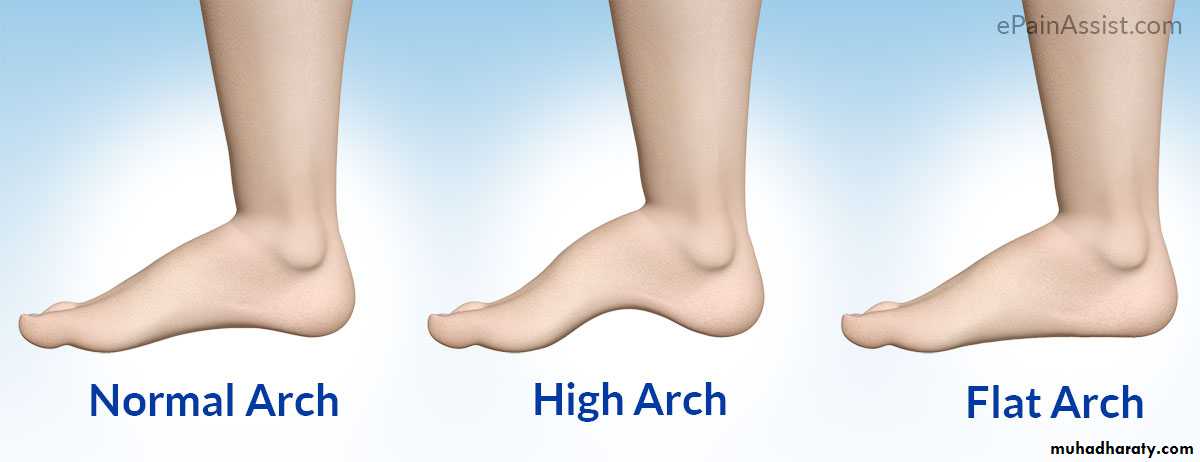 Foot