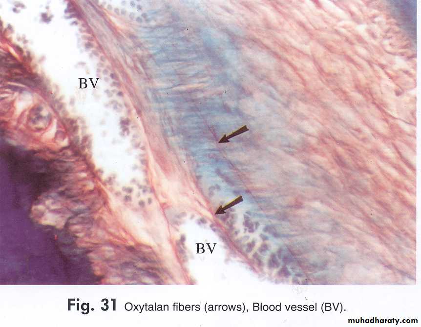 periodental ligament