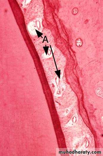 periodental ligament