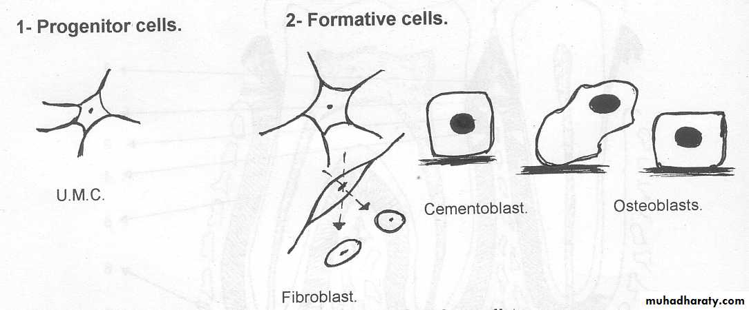 periodental ligament