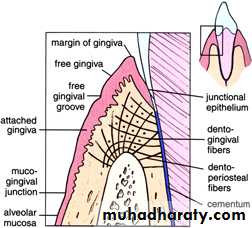 periodental ligament