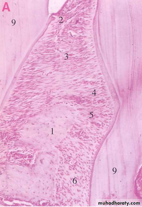 periodental ligament