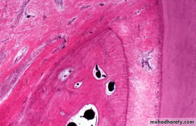 periodental ligament