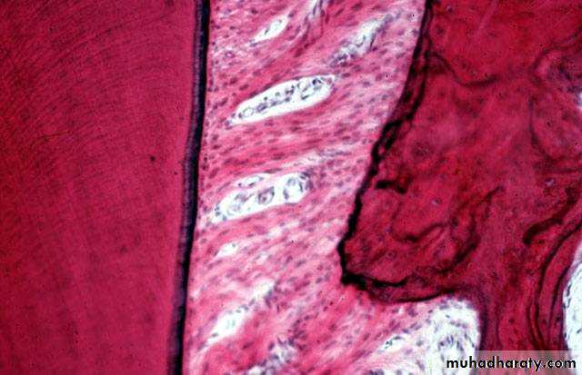 periodental ligament