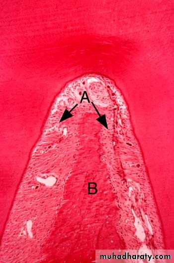 periodental ligament