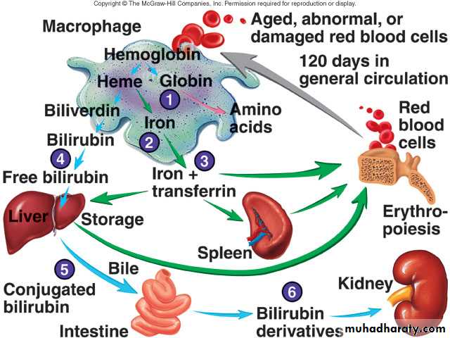 Blood sys