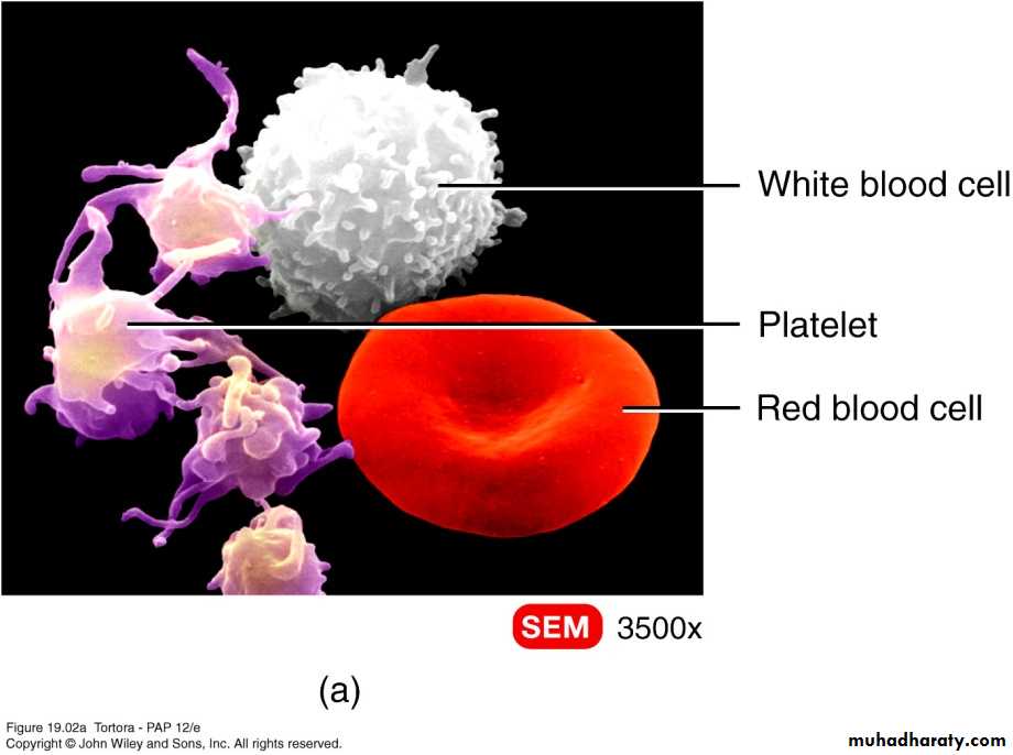 Blood sys