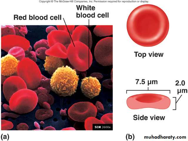 Blood sys