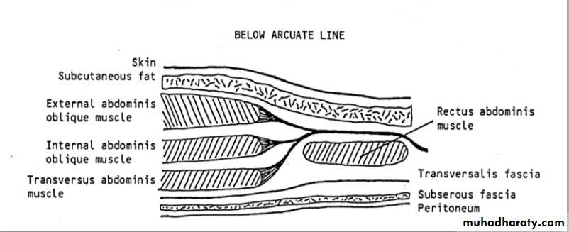 Pelvis