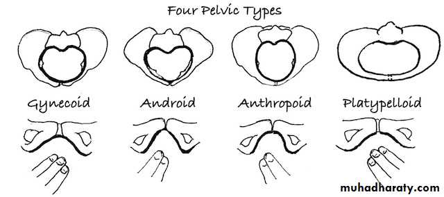 Pelvis