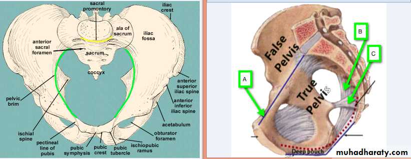 Pelvis