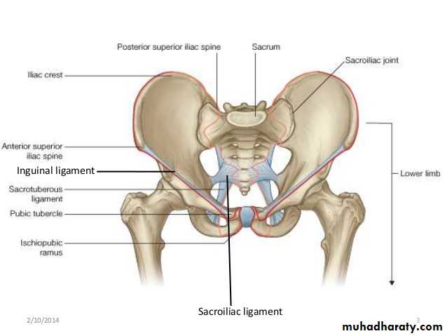Pelvis