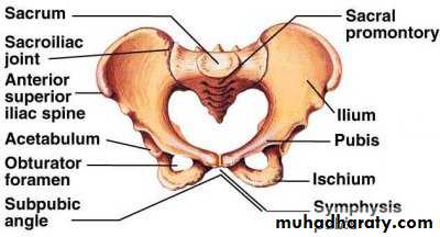 Pelvis