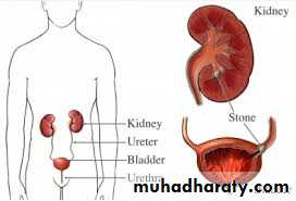 Imaging of urinary tract diseases