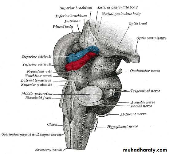 Introduction to Neurology