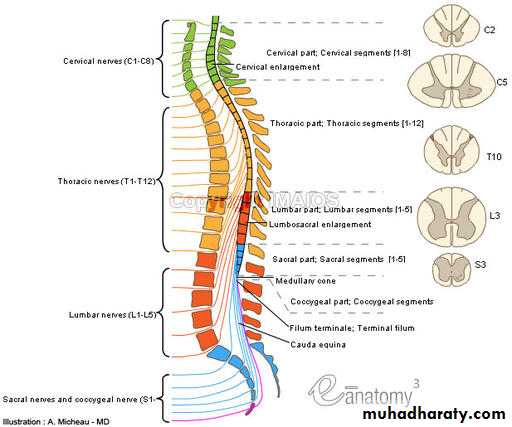 Introduction to Neurology
