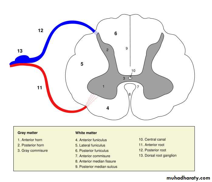 Introduction to Neurology