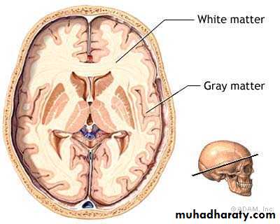 Introduction to Neurology