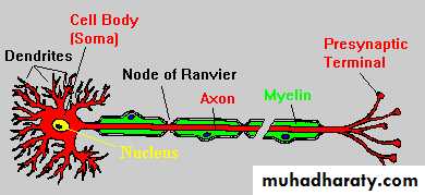 Introduction to Neurology