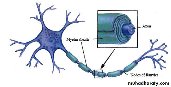 Introduction to Neurology