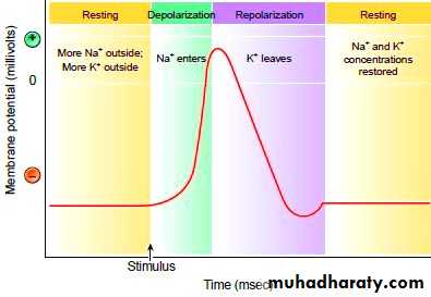 Introduction to Neurology
