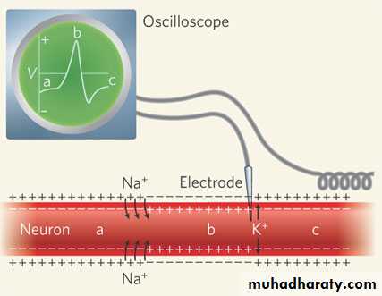 Introduction to Neurology