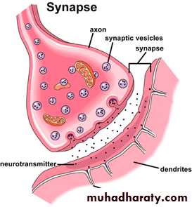 Introduction to Neurology