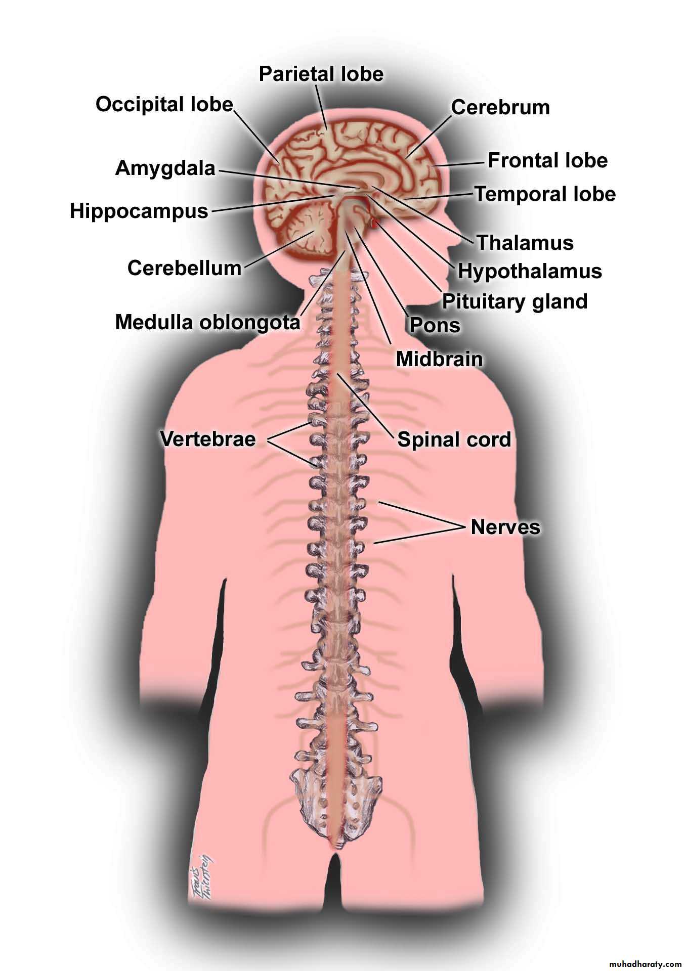 Introduction to Neurology