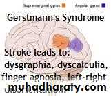 Introduction to Neurology