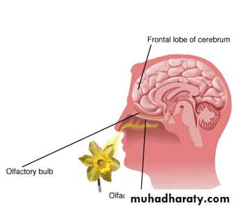 Introduction to Neurology