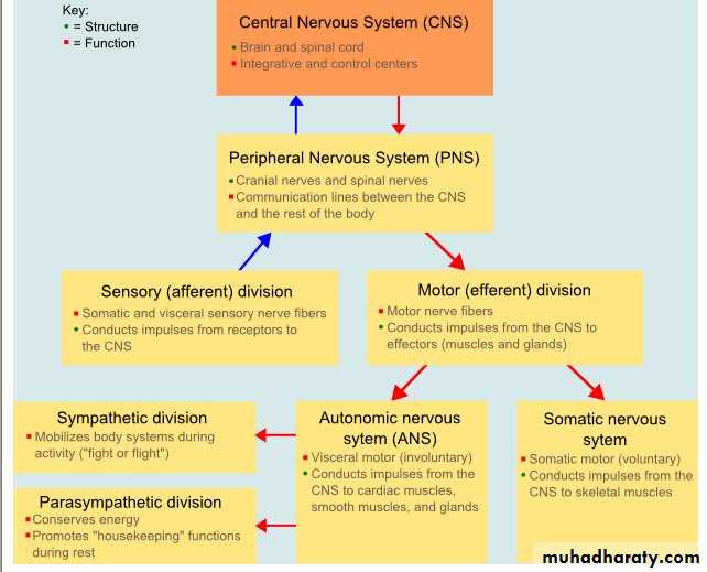 Introduction to Neurology