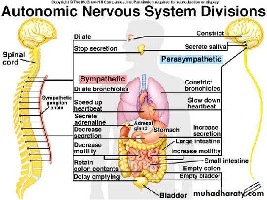 Introduction to Neurology