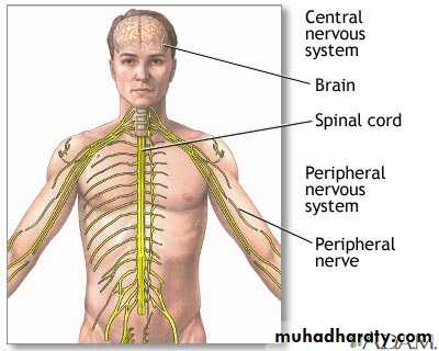Introduction to Neurology